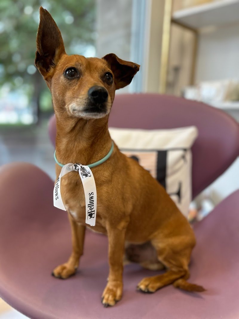 Toelettatura FELLOWS Dogs & Cats Boutique Brescia - Foto 6