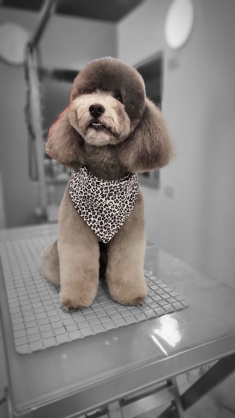 Toelettatura Fido Mon Amour 2 di Lombardi Andrea - Forlì - Foto 1