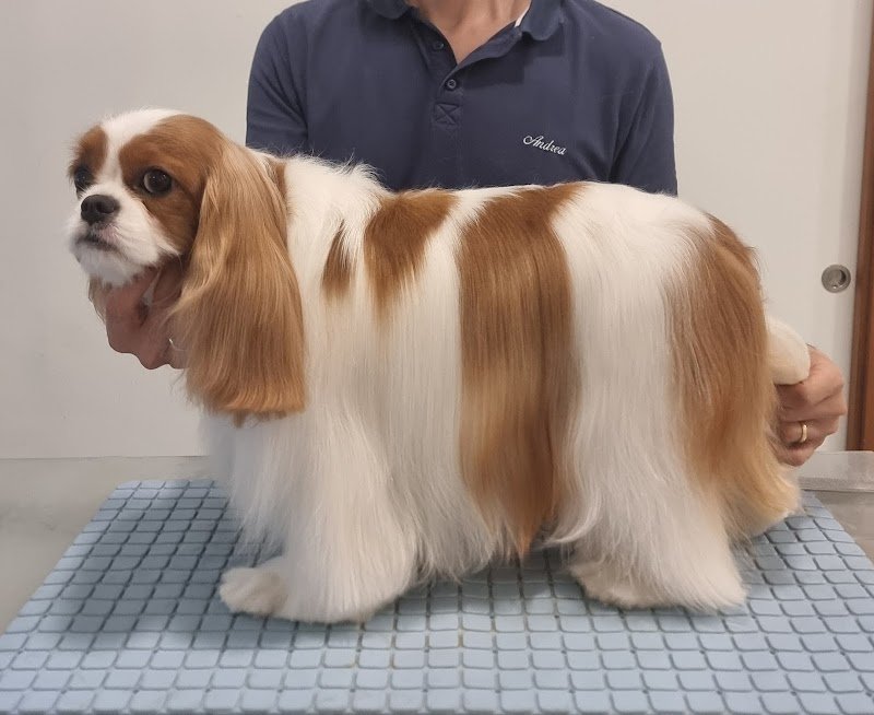 Toelettatura Fido Mon Amour 2 di Lombardi Andrea - Forlì - Foto 4