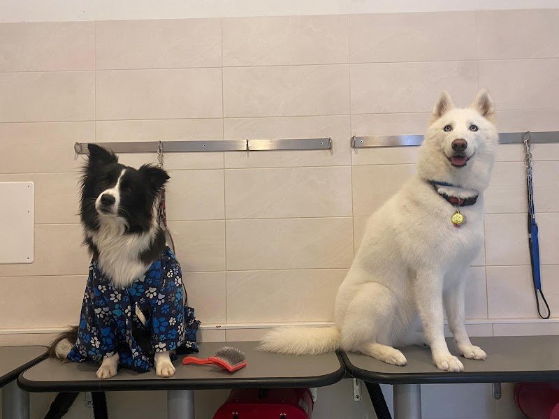 Toelettatura Fido Mon Amour 2 di Lombardi Andrea - Forlì - Foto 6