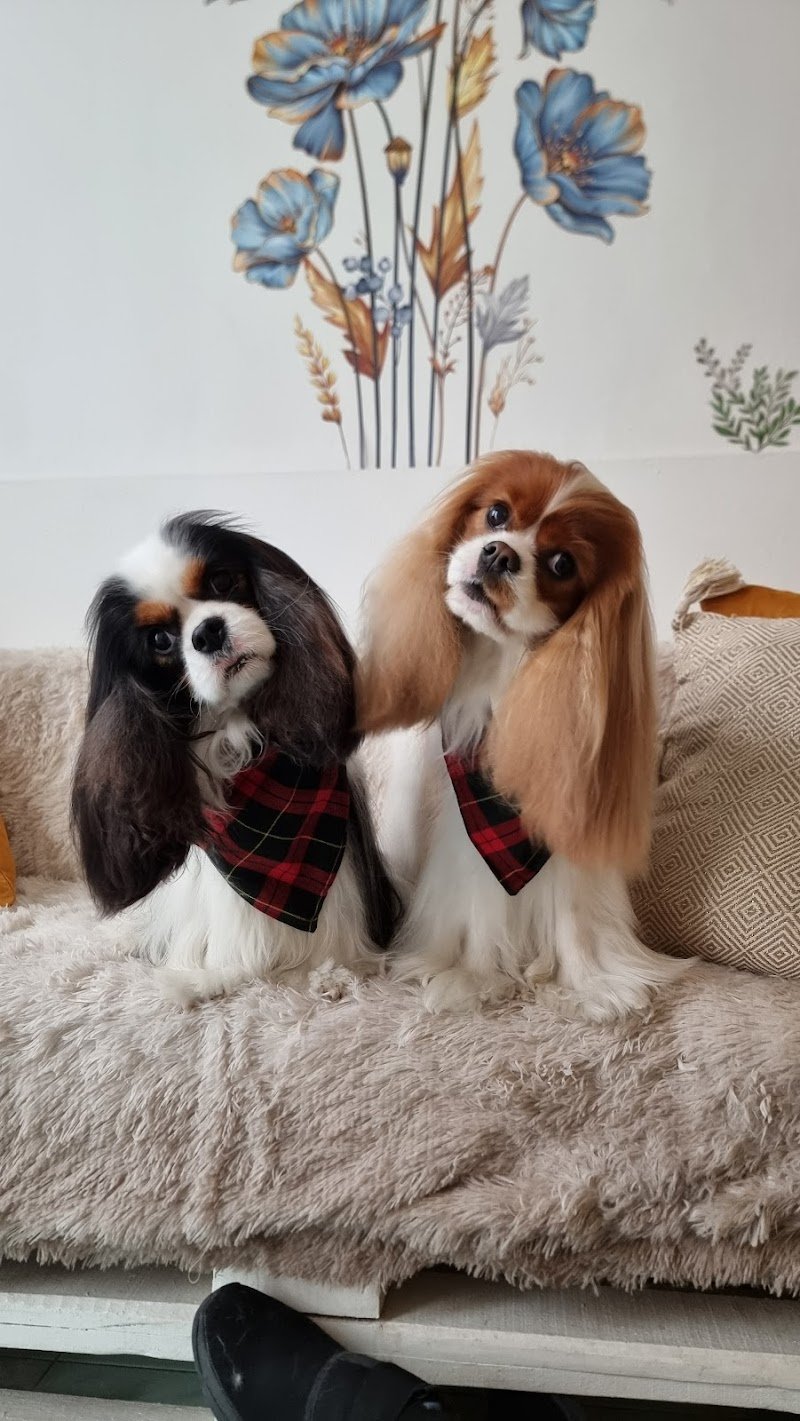 Toelettatura Fido Mon Amour 2 di Lombardi Andrea - Forlì - Foto 1