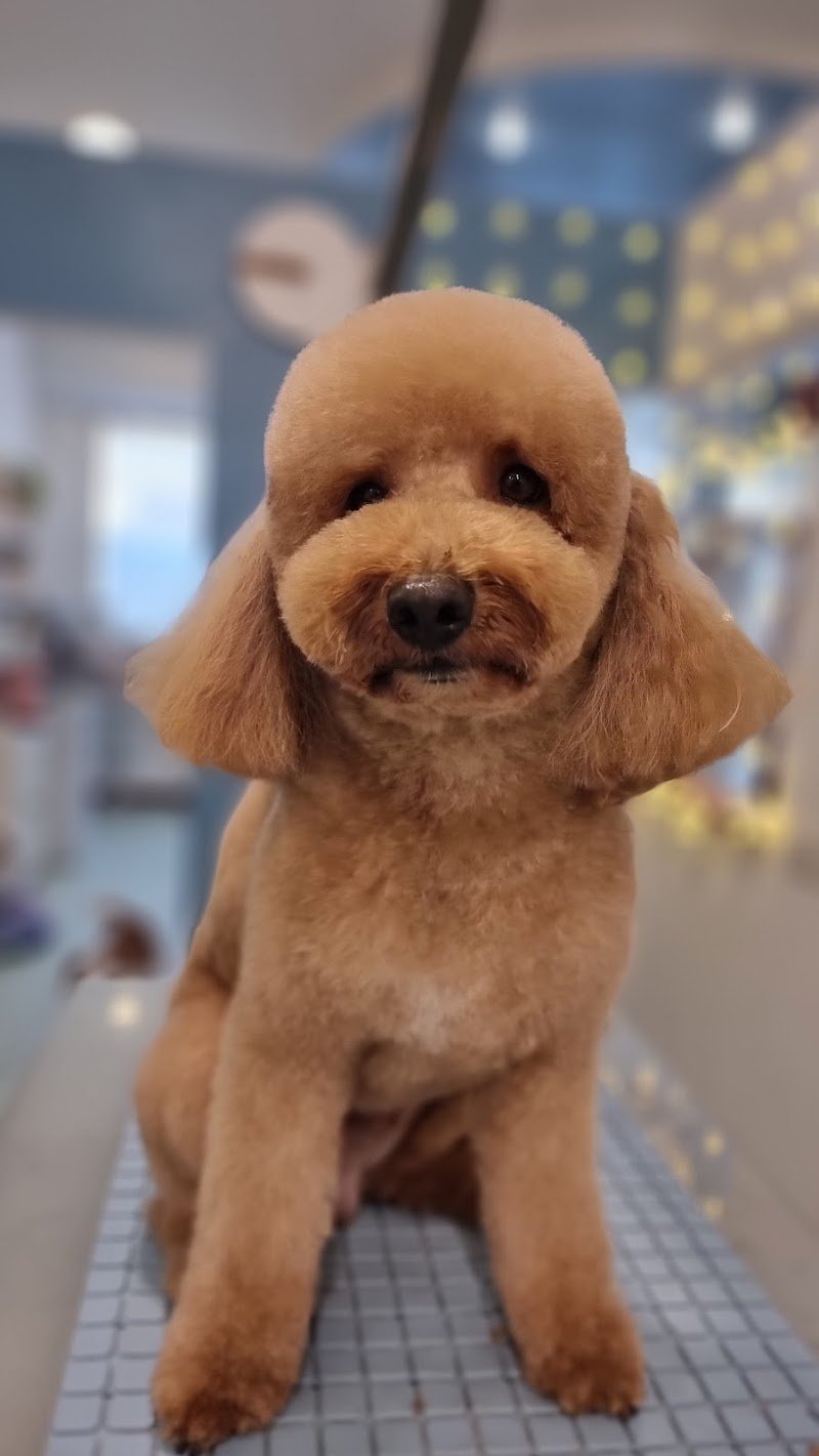 Toelettatura Fido Mon Amour 2 di Lombardi Andrea - Forlì - Foto 2