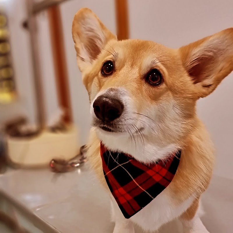 Toelettatura Fido Mon Amour 2 di Lombardi Andrea - Forlì - Foto 3