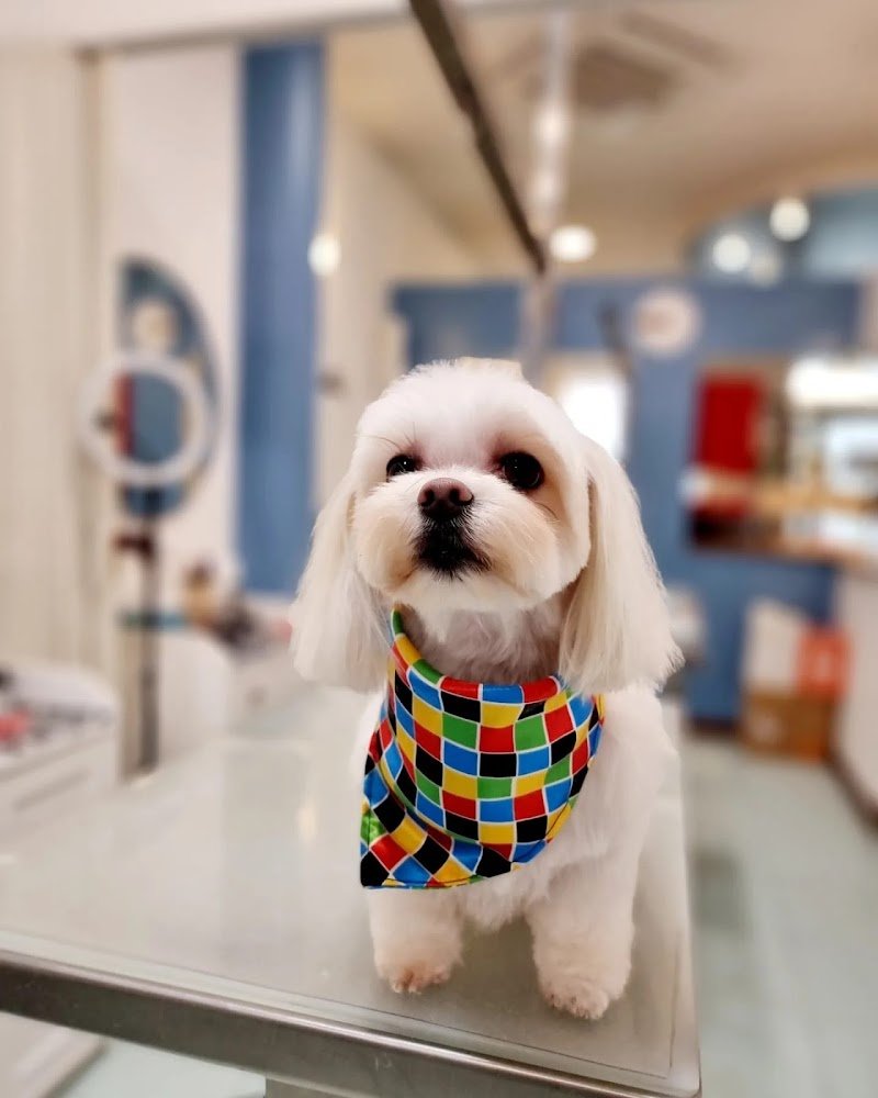 Toelettatura Fido Mon Amour 2 di Lombardi Andrea - Forlì - Foto 4