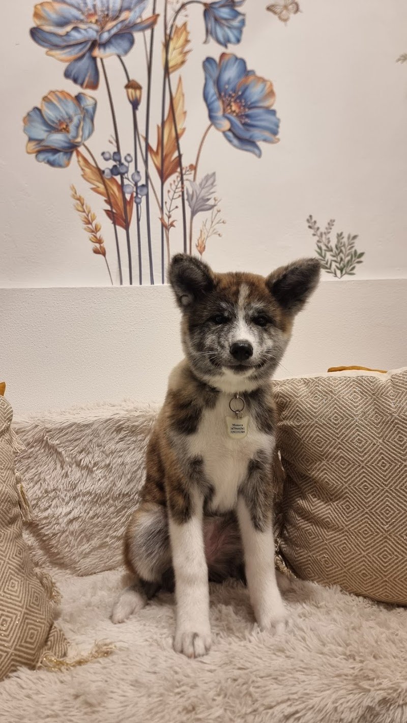 Toelettatura Fido Mon Amour 2 di Lombardi Andrea - Forlì - Foto 5