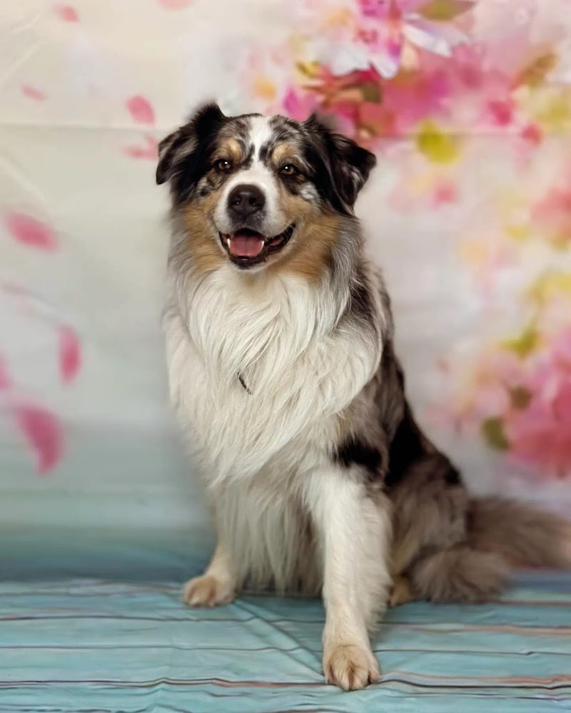 Toelettatura Fido Mon Amour 2 di Lombardi Andrea - Forlì - Foto 6