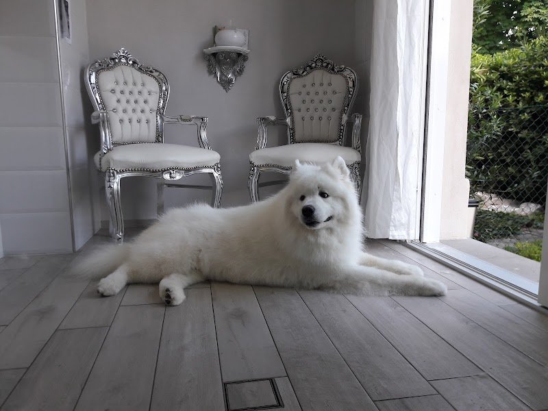 Toelettatura Fido Mon Amour di Giulia Carnaccini - Foto 1