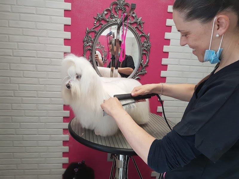 Toelettatura Fido Mon Amour di Giulia Carnaccini - Foto 2