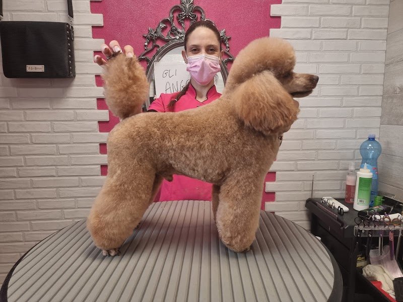 Toelettatura Fido Mon Amour di Giulia Carnaccini - Foto 3