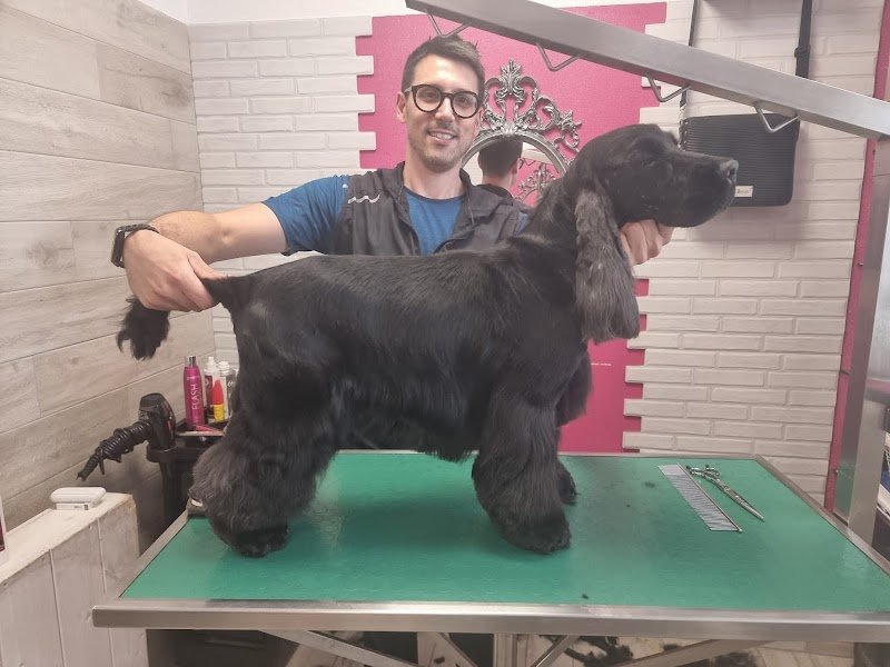 Toelettatura Fido Mon Amour di Giulia Carnaccini - Foto 4