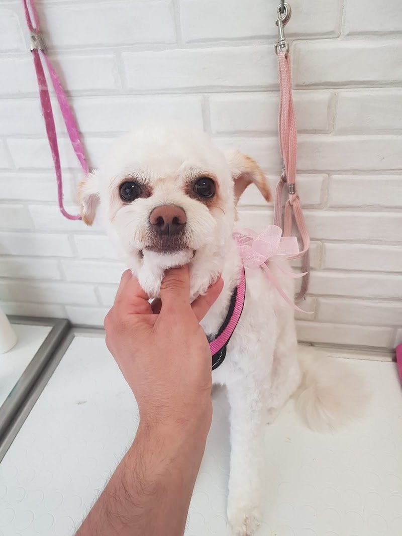 Toelettatura Fido Mon Amour di Giulia Carnaccini - Foto 6