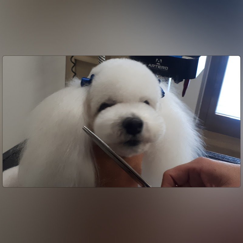 Toelettatura Figaro - Foto 2