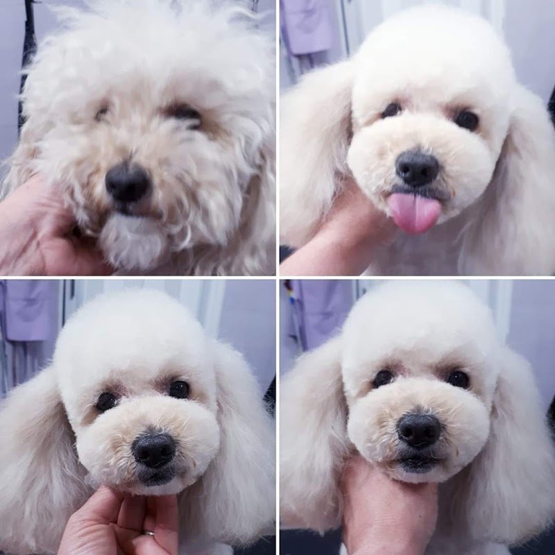 Toelettatura Figaro - Foto 3