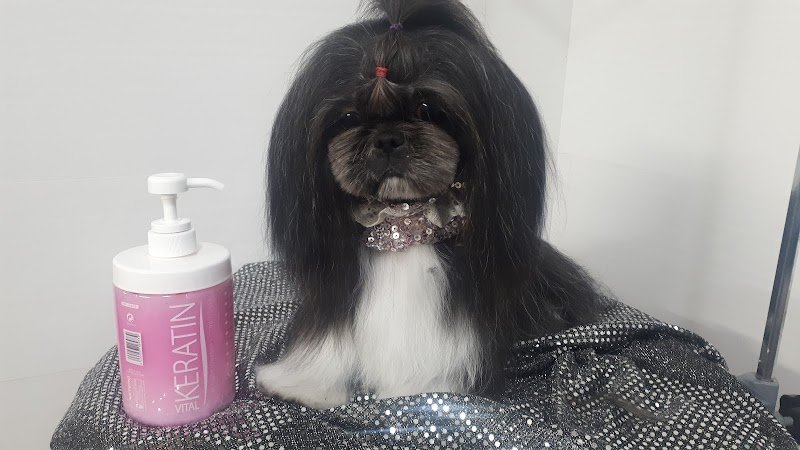 Toelettatura Figaro - Foto 5