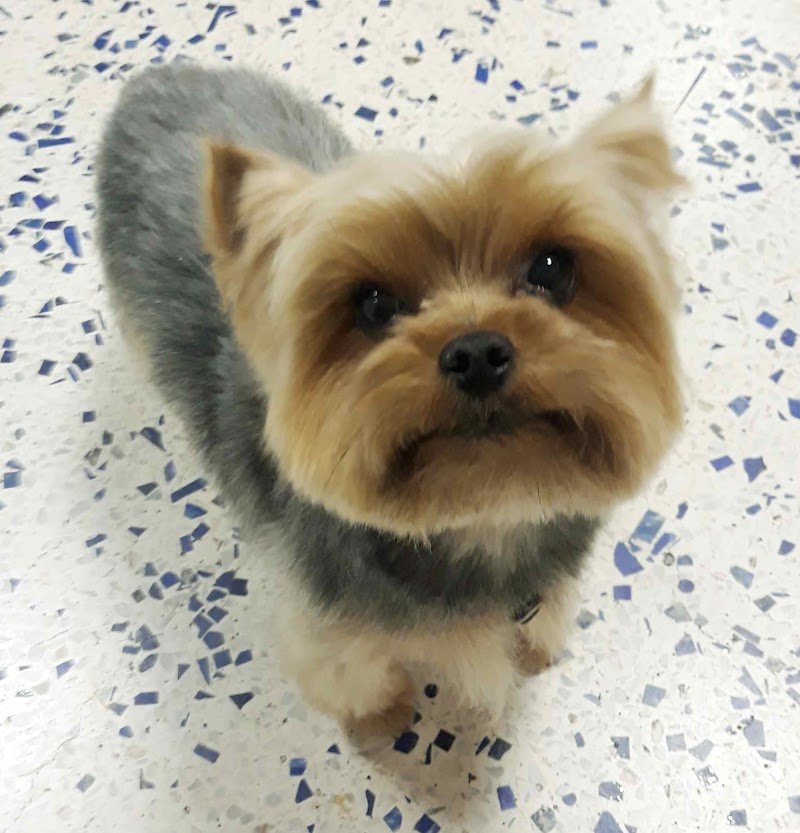 Toelettatura Fox Bauhaus - Foto 5