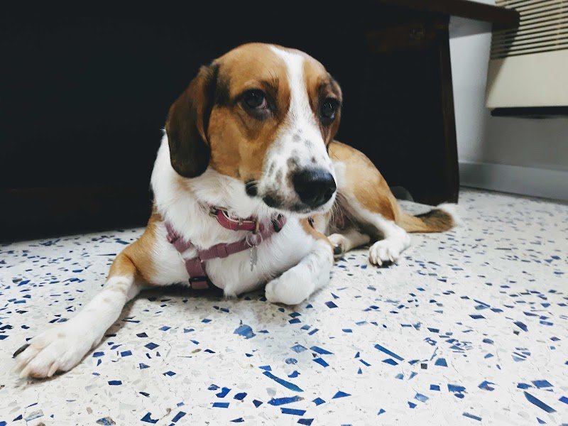 Toelettatura Fox Bauhaus - Foto 6