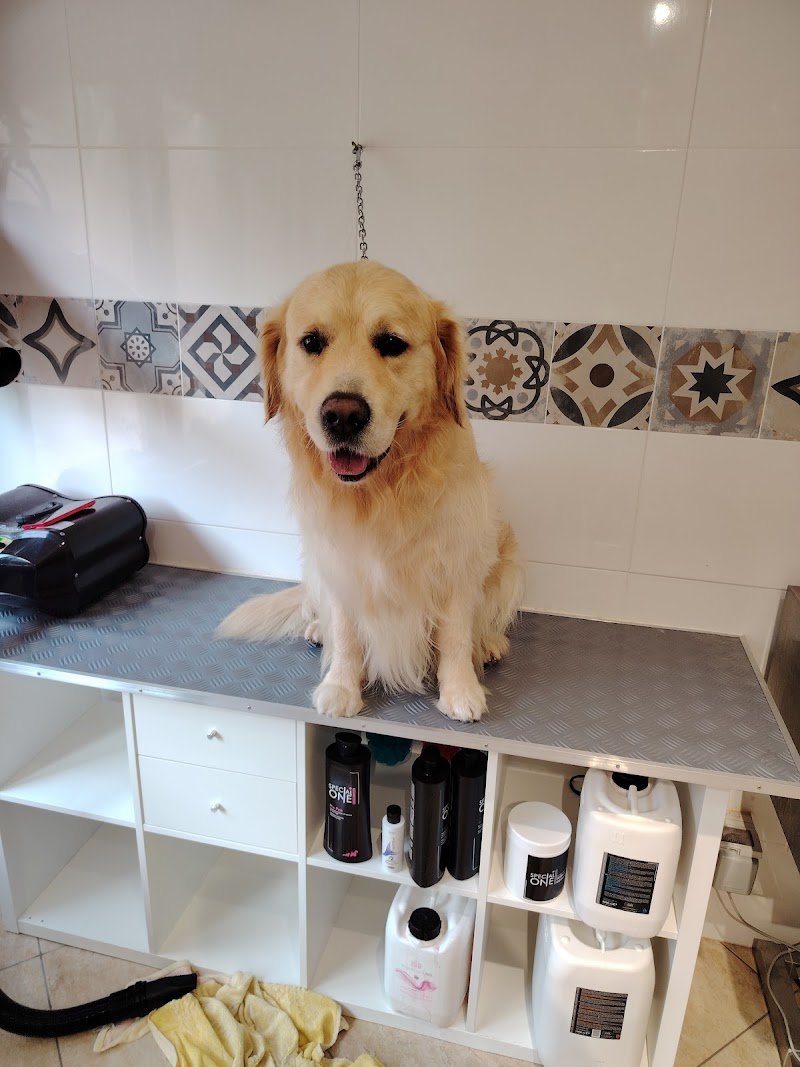 Toelettatura Francesca - Foto 1