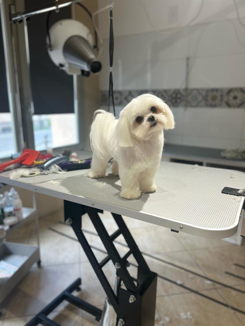 Toelettatura Francesca - Foto 3