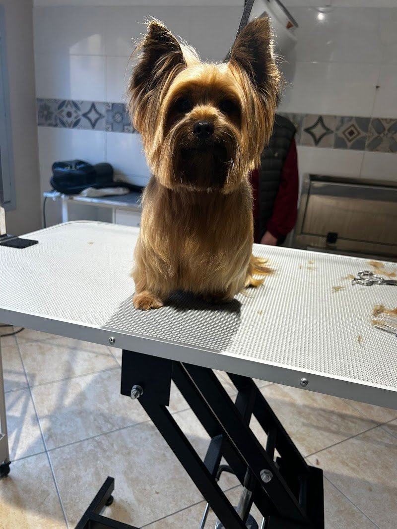 Toelettatura Francesca - Foto 4