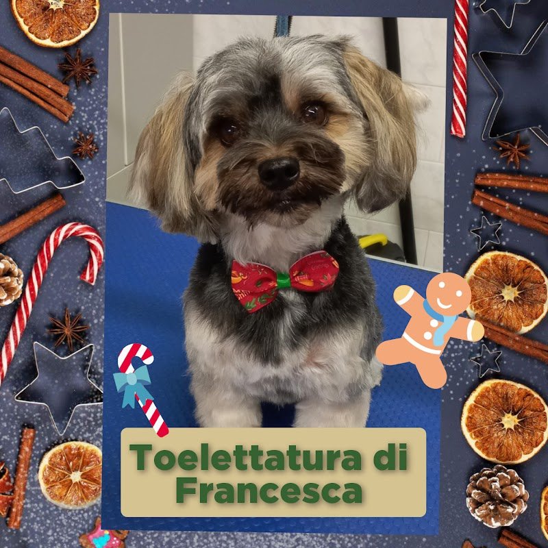 Toelettatura Francesca - Foto 1