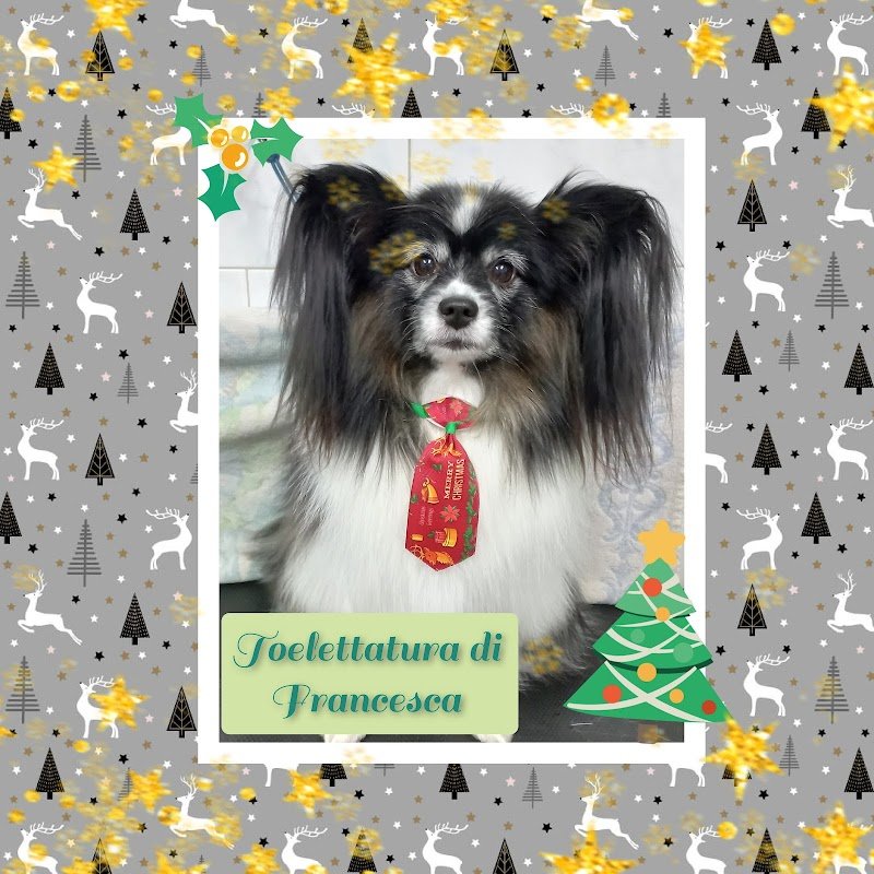 Toelettatura Francesca - Foto 2