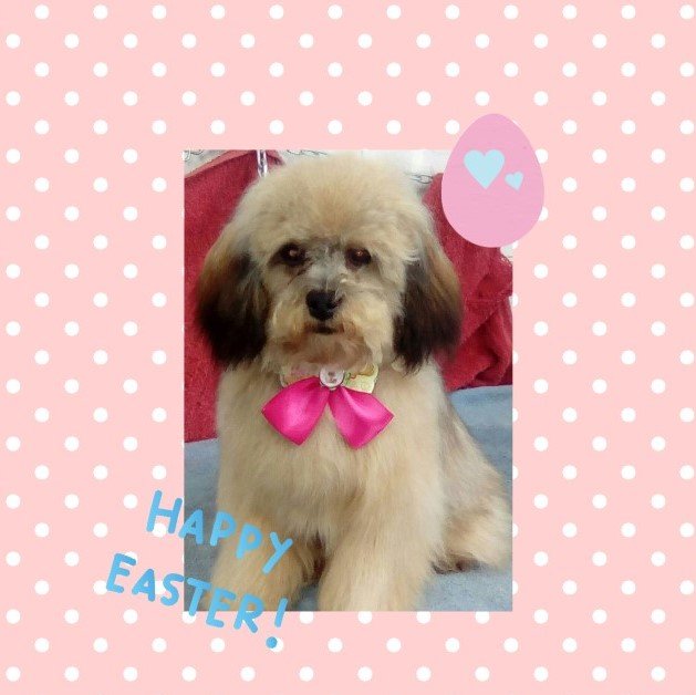 Toelettatura Francesca - Foto 4