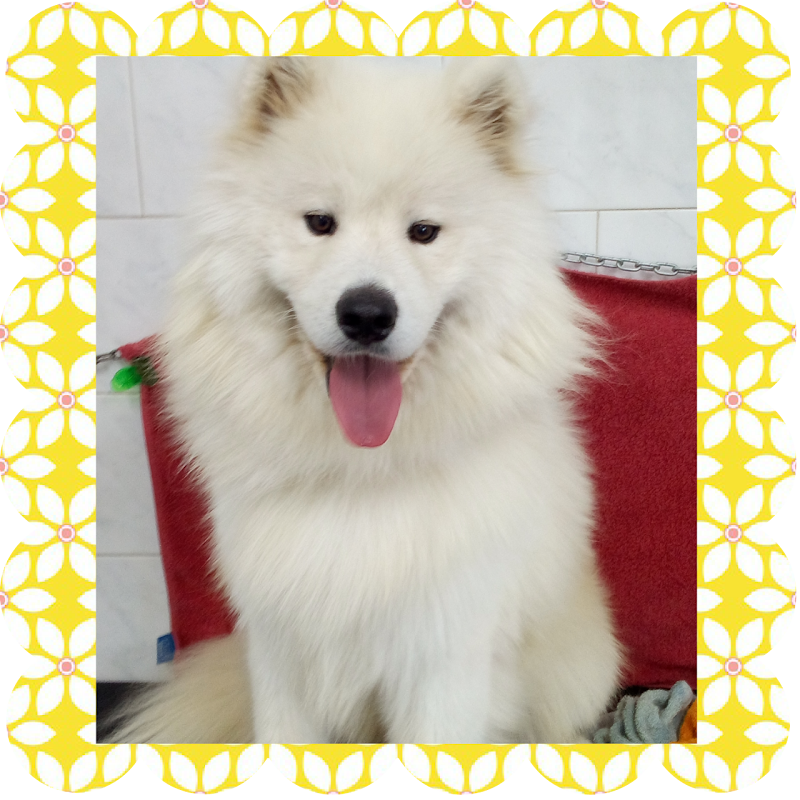 Toelettatura Francesca - Foto 5