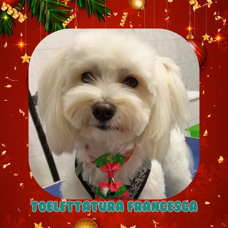 Toelettatura Francesca - Foto 6