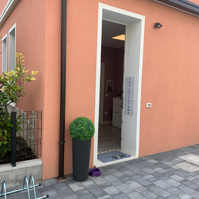 Toelettatura Francy - Foto 2