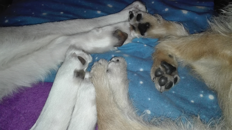 Toelettatura Francy - Foto 4