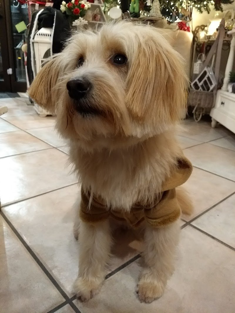 Toelettatura Francy - Foto 5