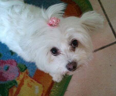 Toelettatura Francy - Foto 6