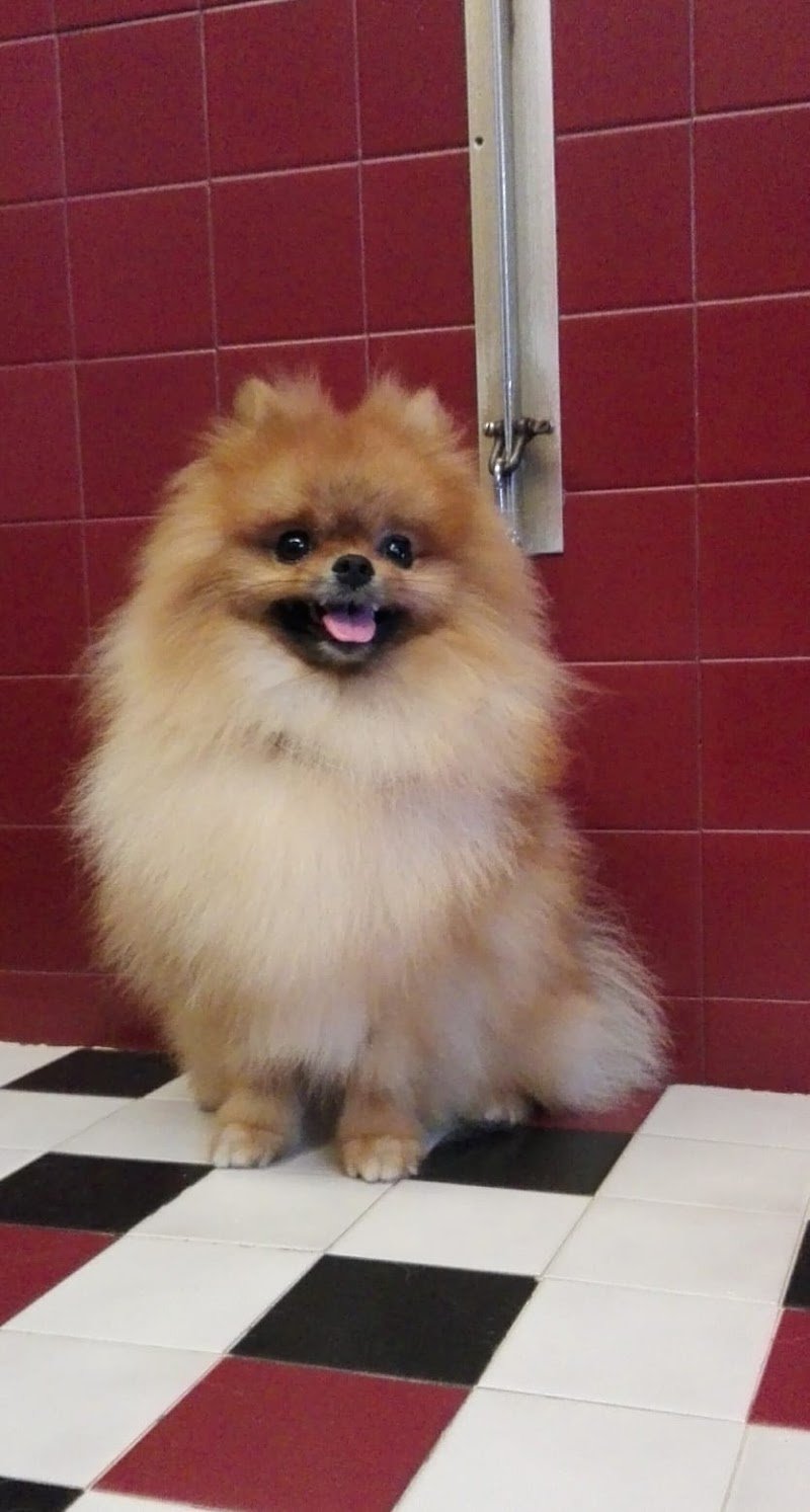 Toelettatura Frau Di Massimiliano Frau - Foto 1