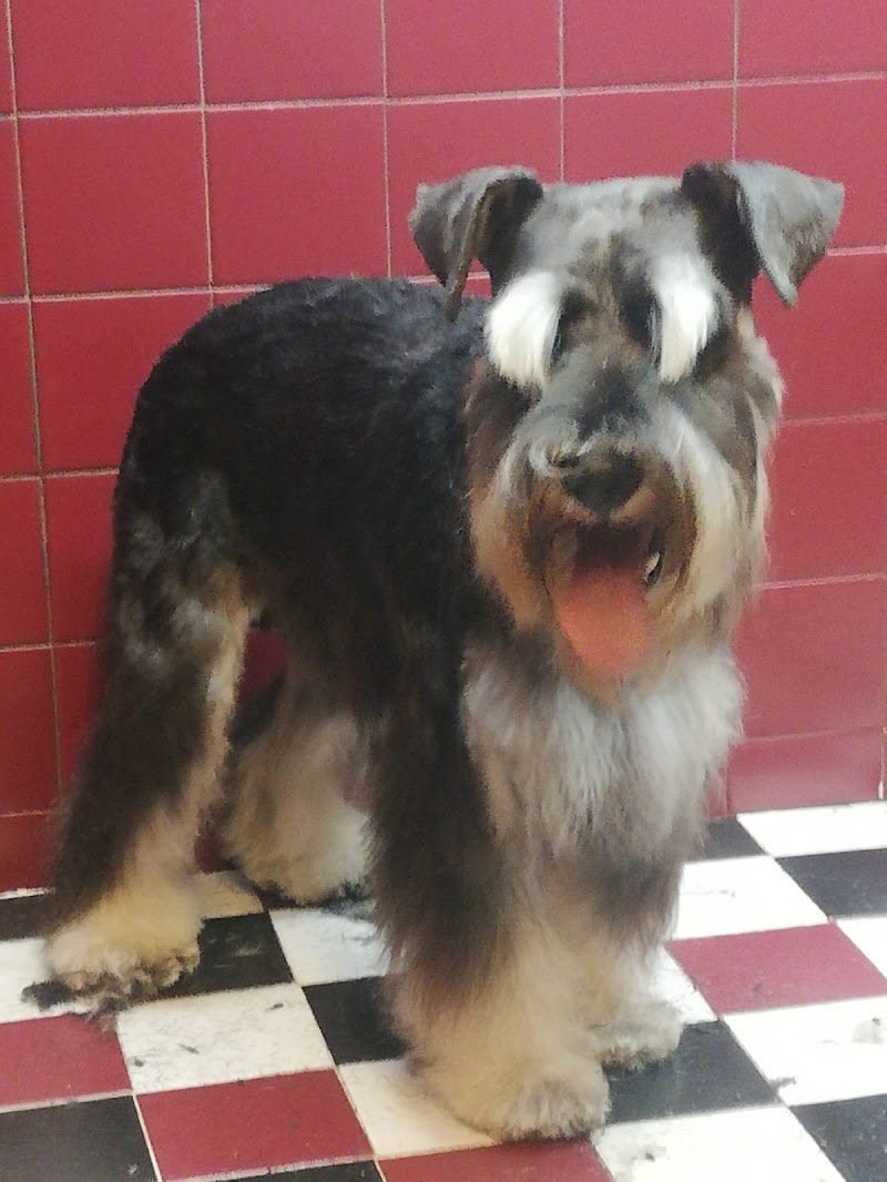 Toelettatura Frau Di Massimiliano Frau - Foto 3