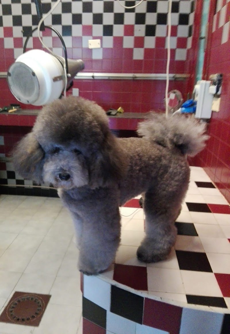 Toelettatura Frau Di Massimiliano Frau - Foto 5