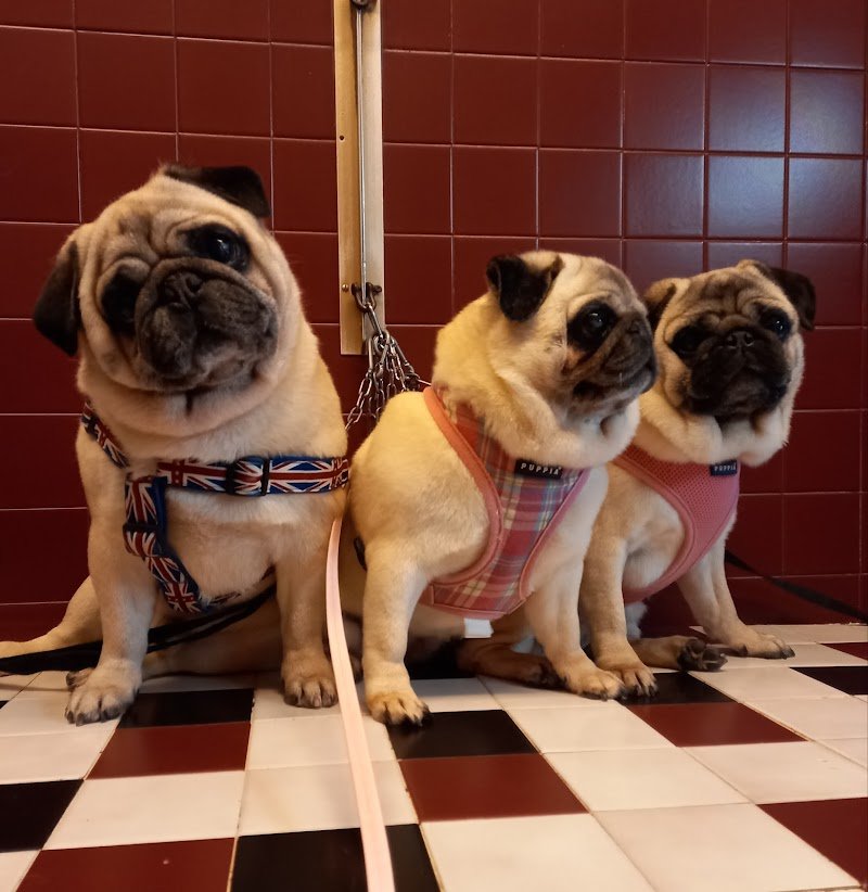 Toelettatura Frau Di Massimiliano Frau - Foto 6