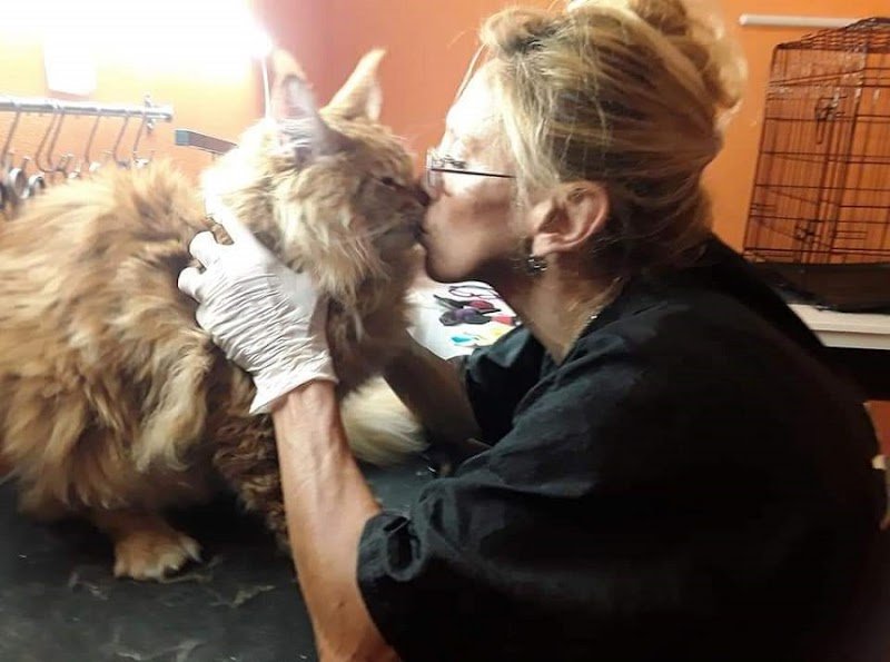 Toelettatura gatti - Foto 2