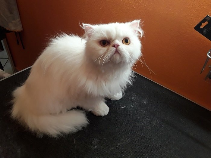 Toelettatura gatti - Foto 3