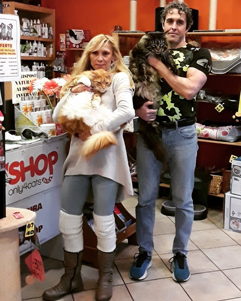 Toelettatura gatti - Foto 4