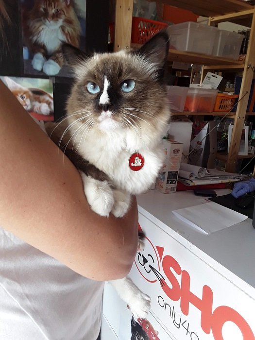 Toelettatura gatti - Foto 5