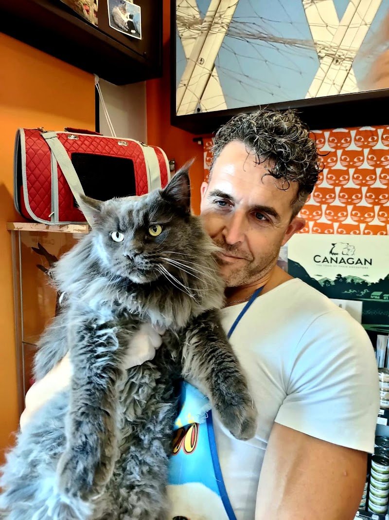 Toelettatura gatti - Foto 6