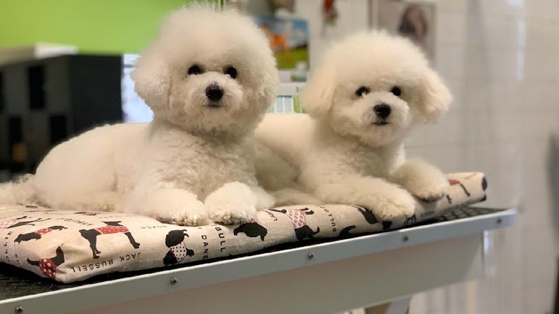 TOELETTATURA GIULIETTA - Foto 1