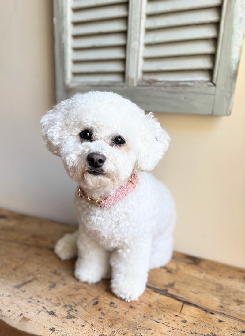 TOELETTATURA GIULIETTA - Foto 2