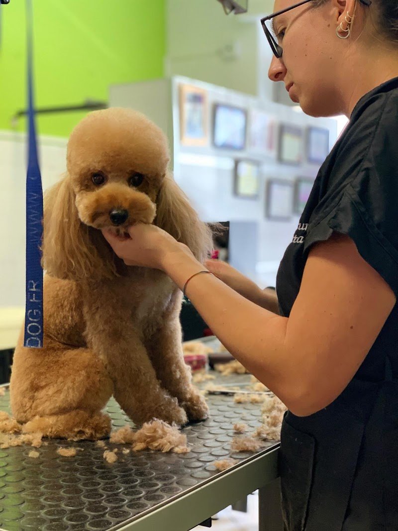 TOELETTATURA GIULIETTA - Foto 3