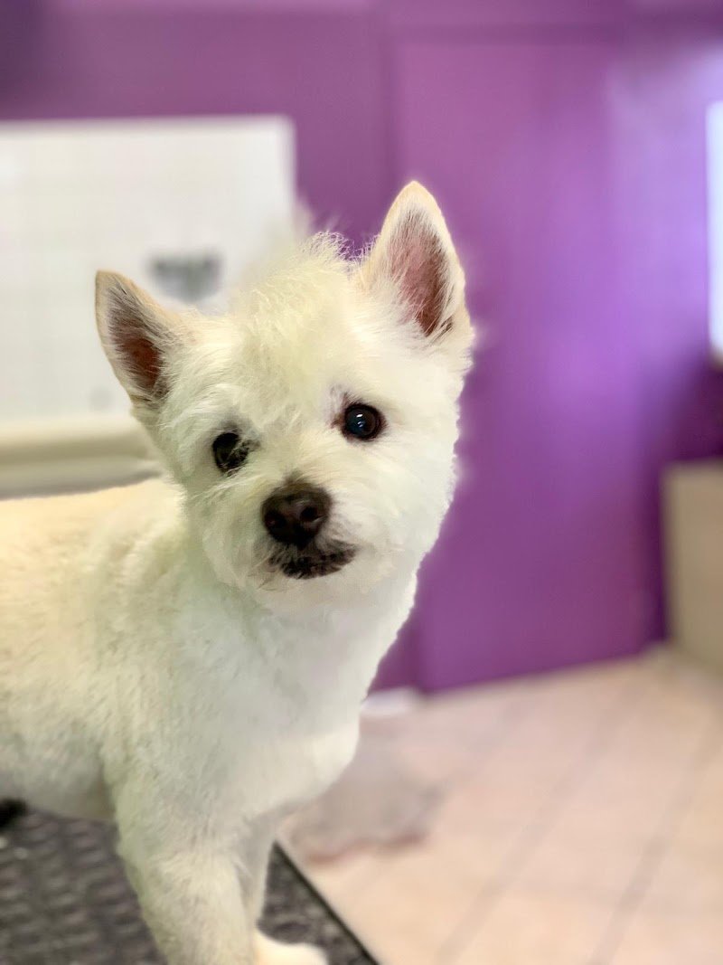 TOELETTATURA GIULIETTA - Foto 4