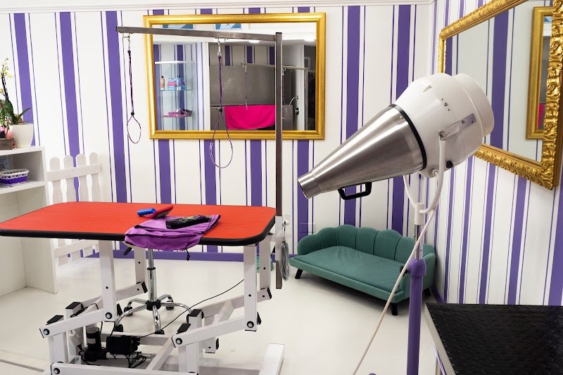 Toelettatura Glamour Dogs Trieste - Foto 2