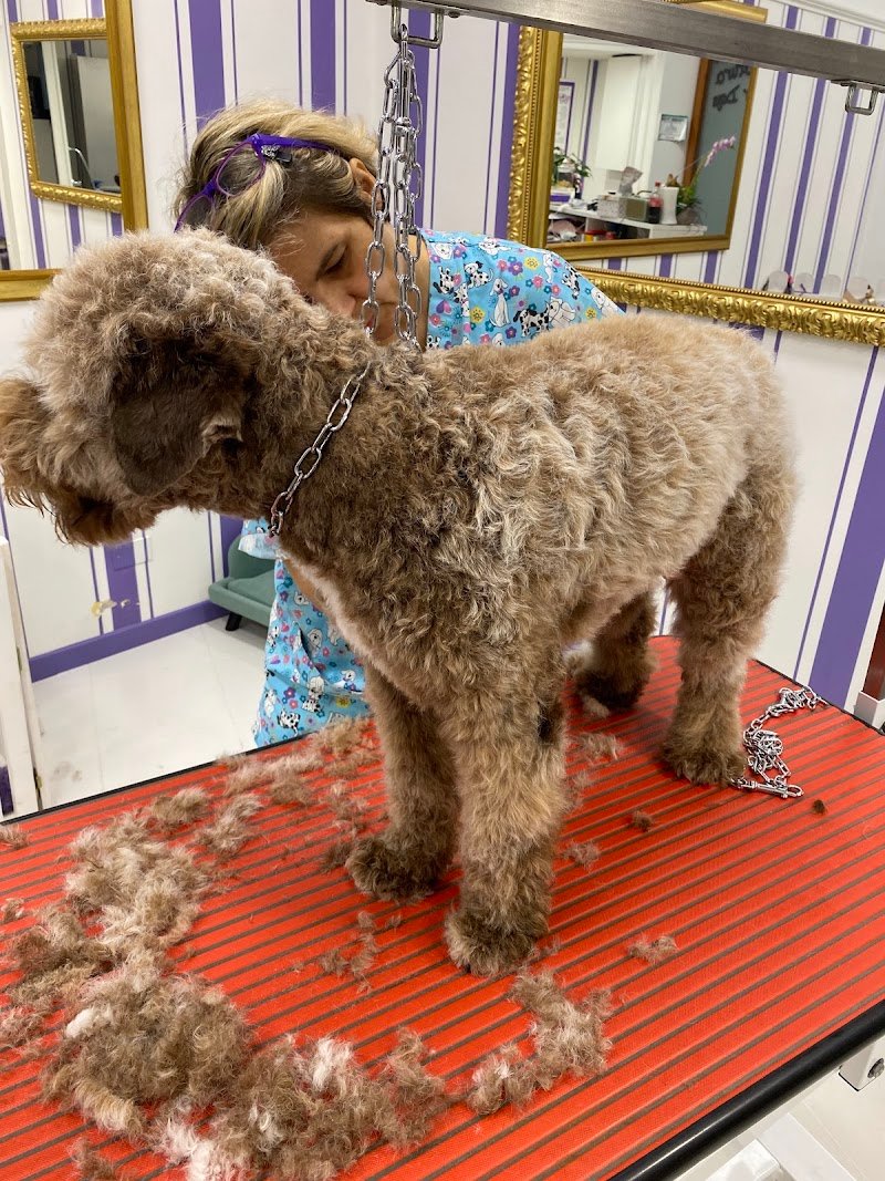 Toelettatura Glamour Dogs Trieste - Foto 3