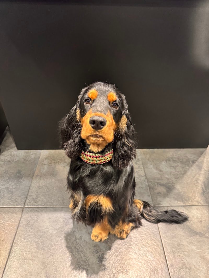 Toelettatura Glamour Dogs Trieste - Foto 5