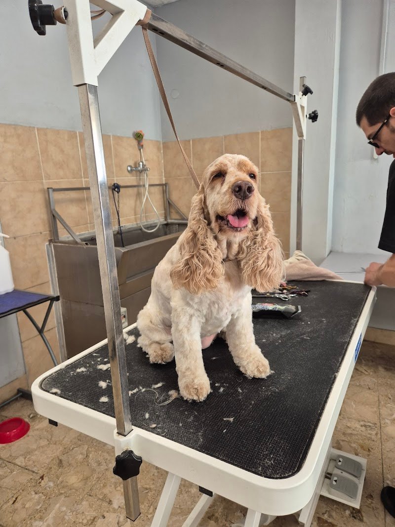 Toelettatura Gli Amici di Evelin - Foto 1