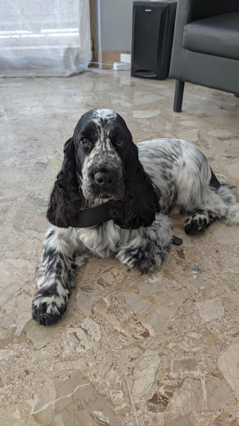 Toelettatura Gli Amici di Evelin - Foto 2